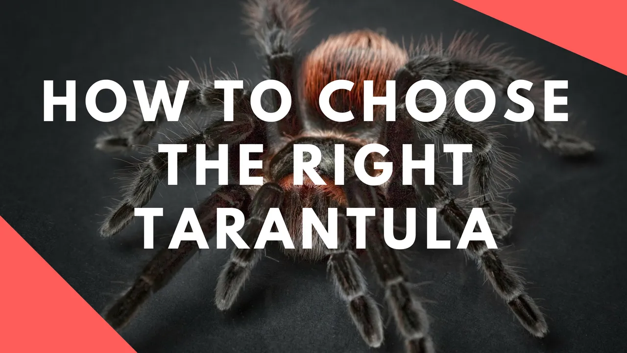 15855 tarantula stress signs