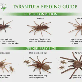 /img/15855-tarantula-watering-dish.webp