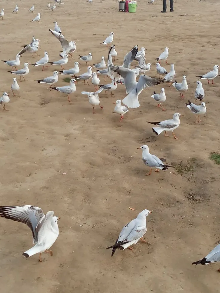 15856 male tarantula mating