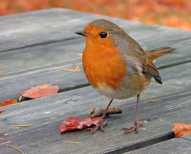 15856 tarantula closeup stridulating