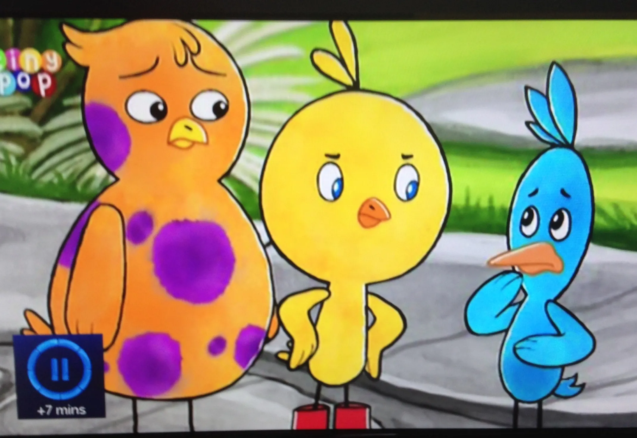 15856 tarantula drumming on ground