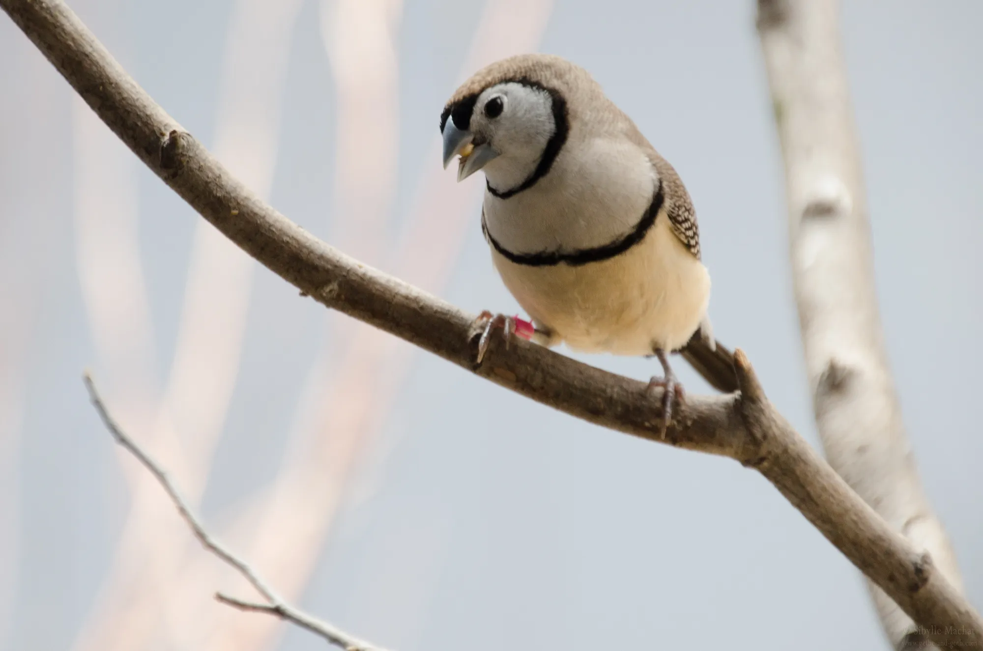15856 tarantula hissing defense