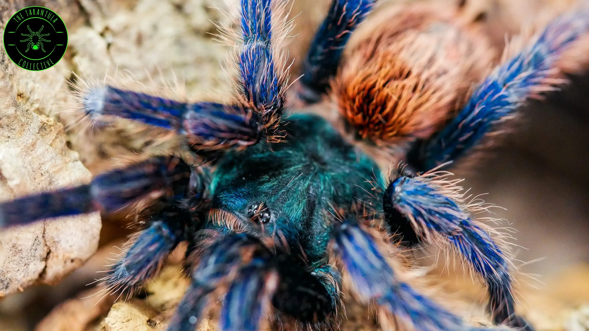 15856 tarantula species variety
