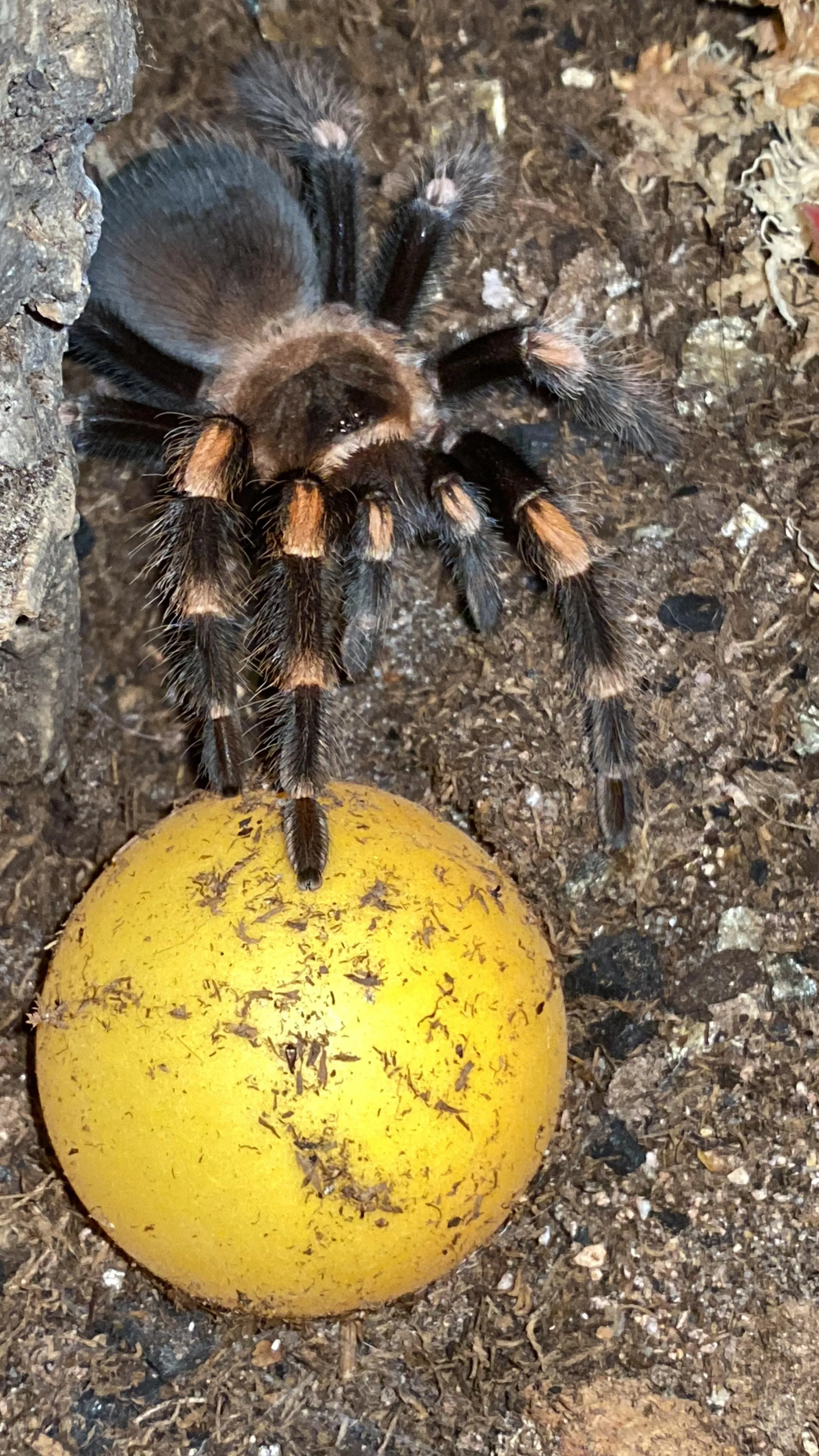/img/15858-tarantula-avoiding-stress.webp
