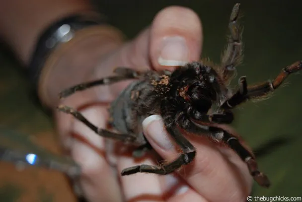 15858 tarantula healthy tarantula