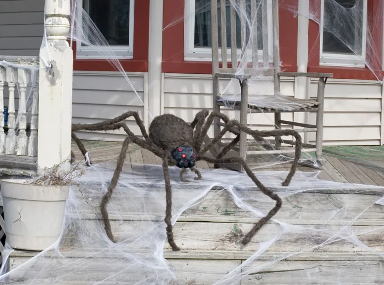 15858 tarantula vet check