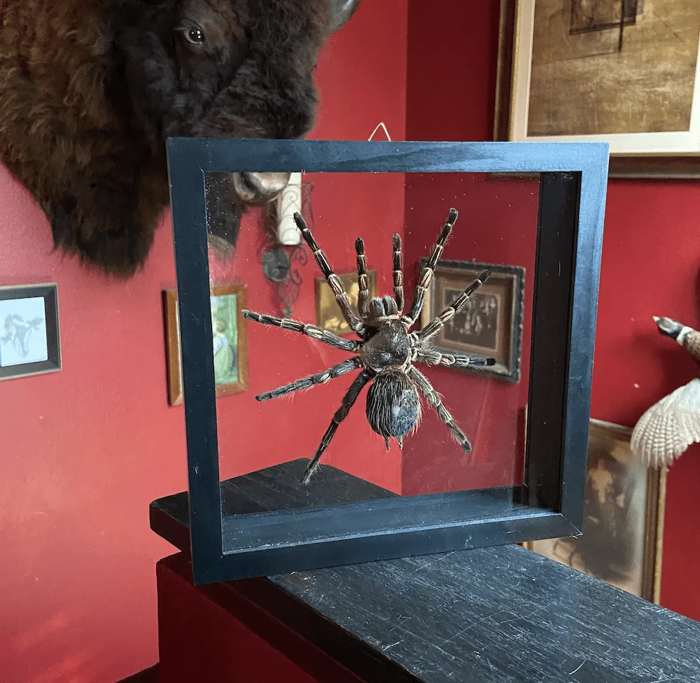 15860 peruvian black white tarantula healthy