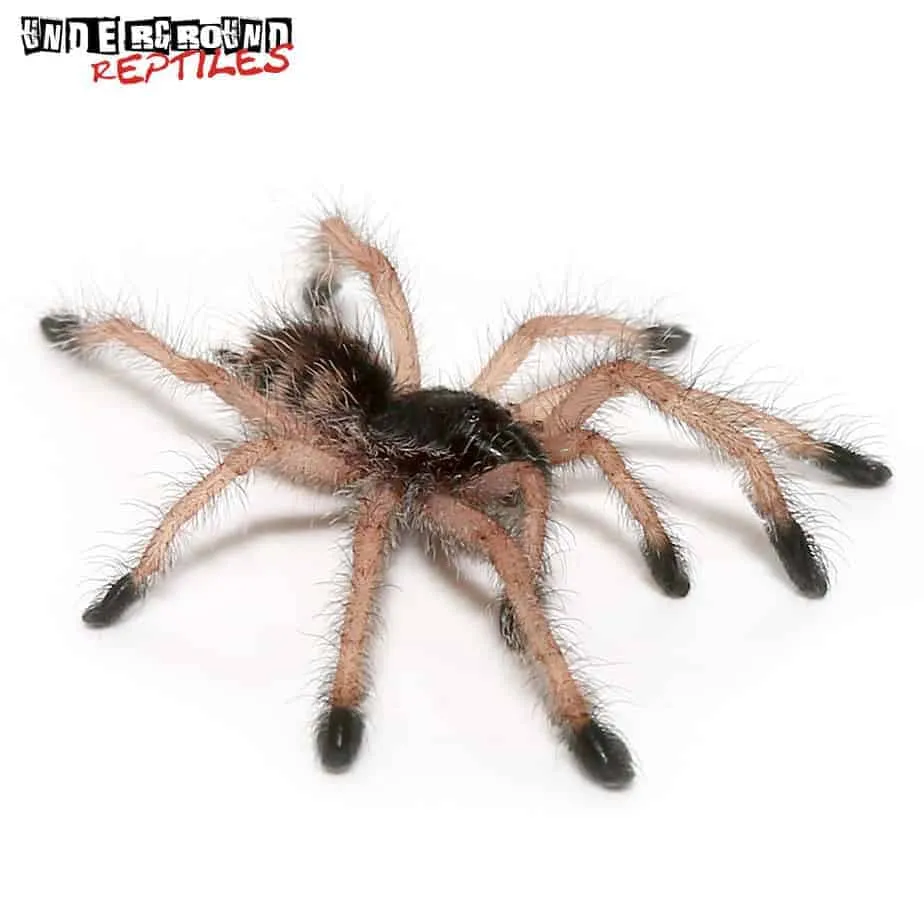 15860 peruvian black white tarantula seller