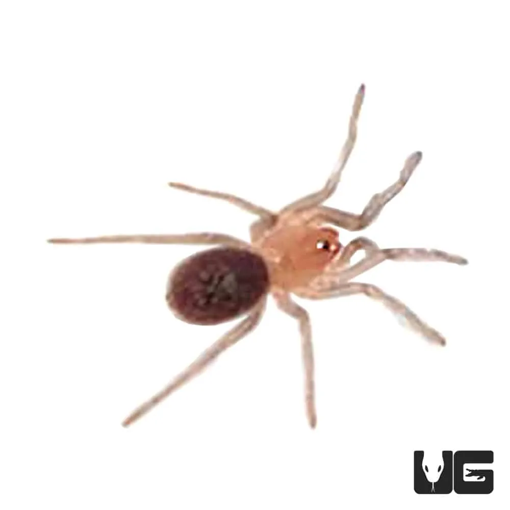 15860 peruvian black white tarantula substrate