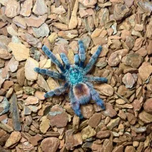 15861 pink toe tarantula sling enclosure