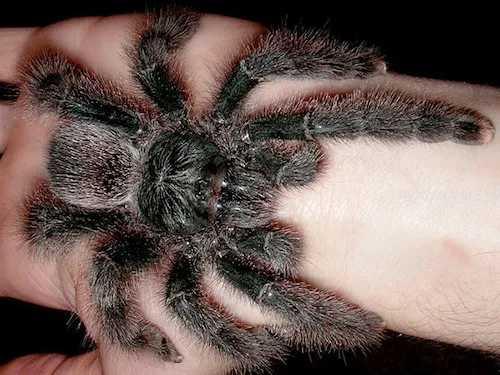 15861 pink toe tarantula sling feeding