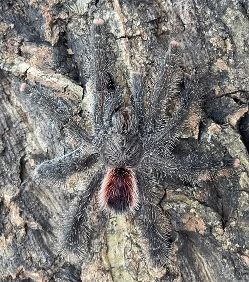 /img/15861-pink-toe-tarantula-sling-species.webp