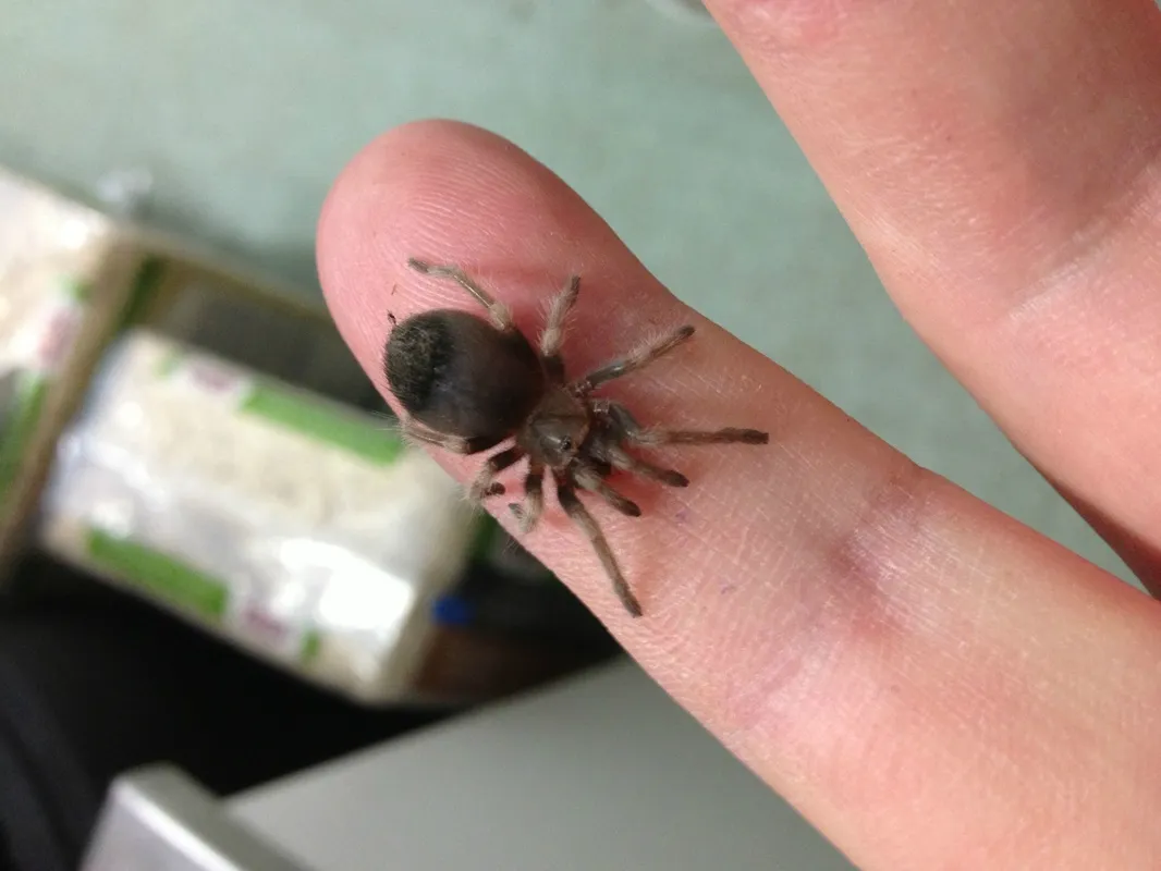 15862 female mexican red knee tarantula