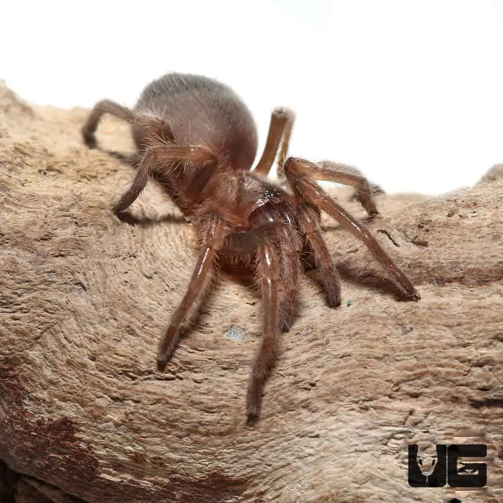 /img/15862-spiderling-housing.webp