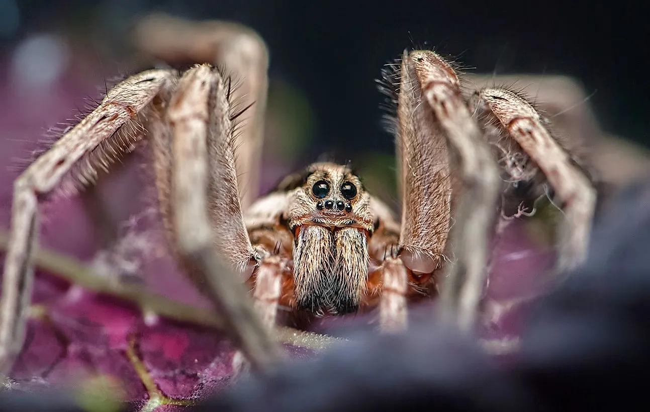 15863 gooty sapphire