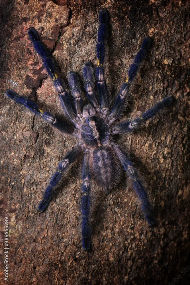 15863 singapore blue tarantula