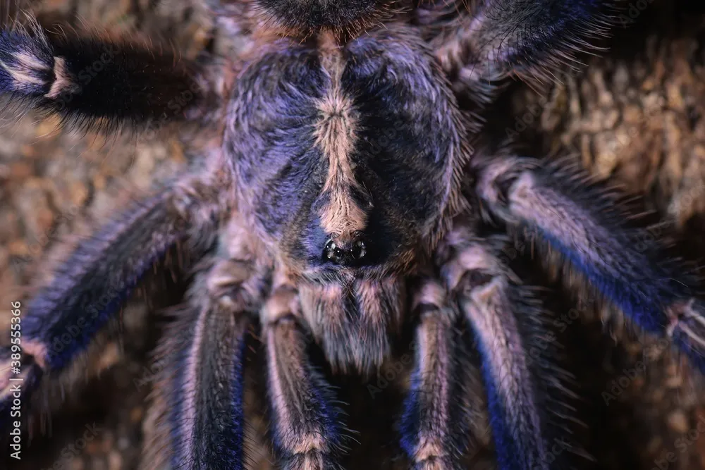 15863 tarantula enclosure