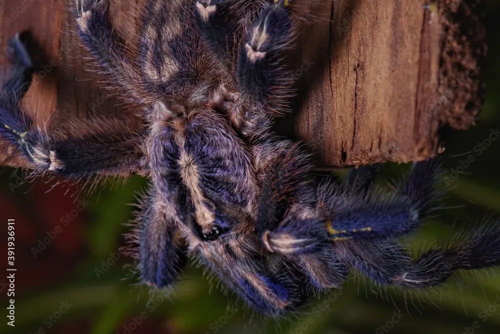 /img/15863-tarantula-feeding.webp