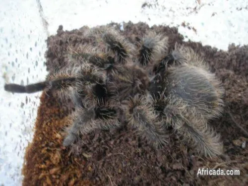 15864 curly hair tarantula sale