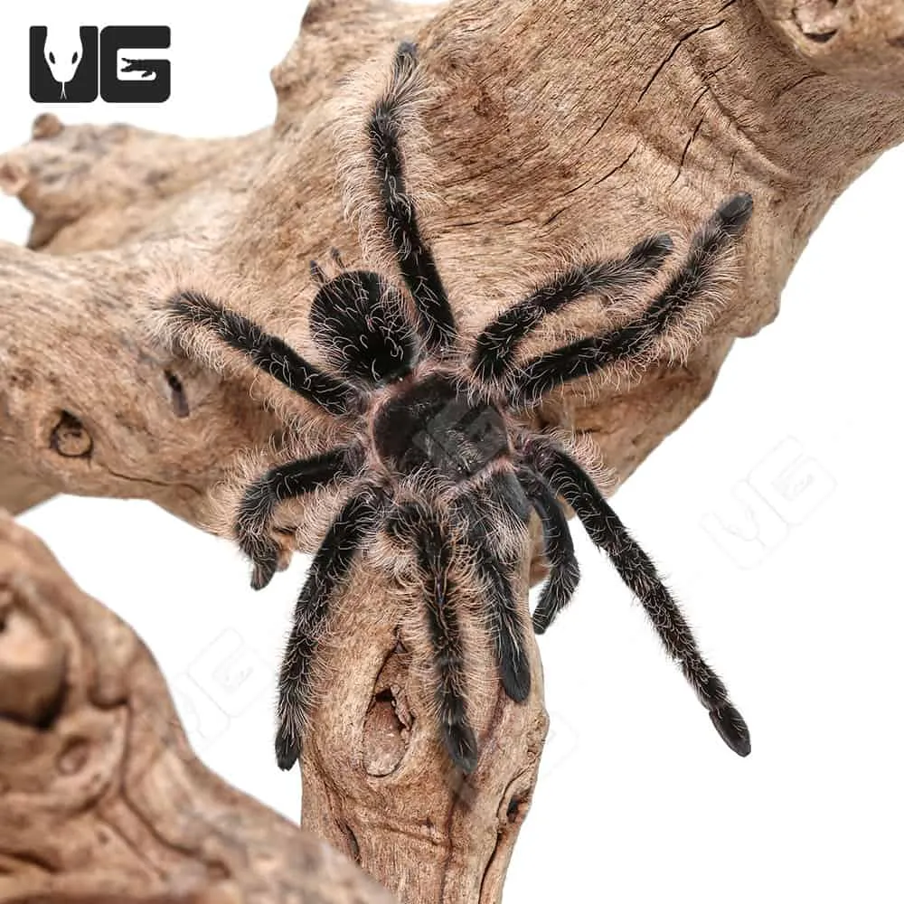 15864 healthy tarantula