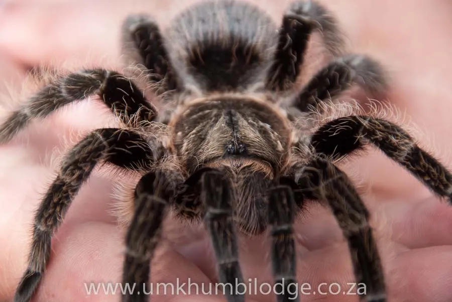 /img/15864-tarantula-legality.webp