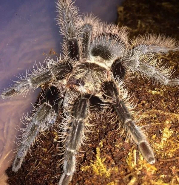 15864 tarantula research