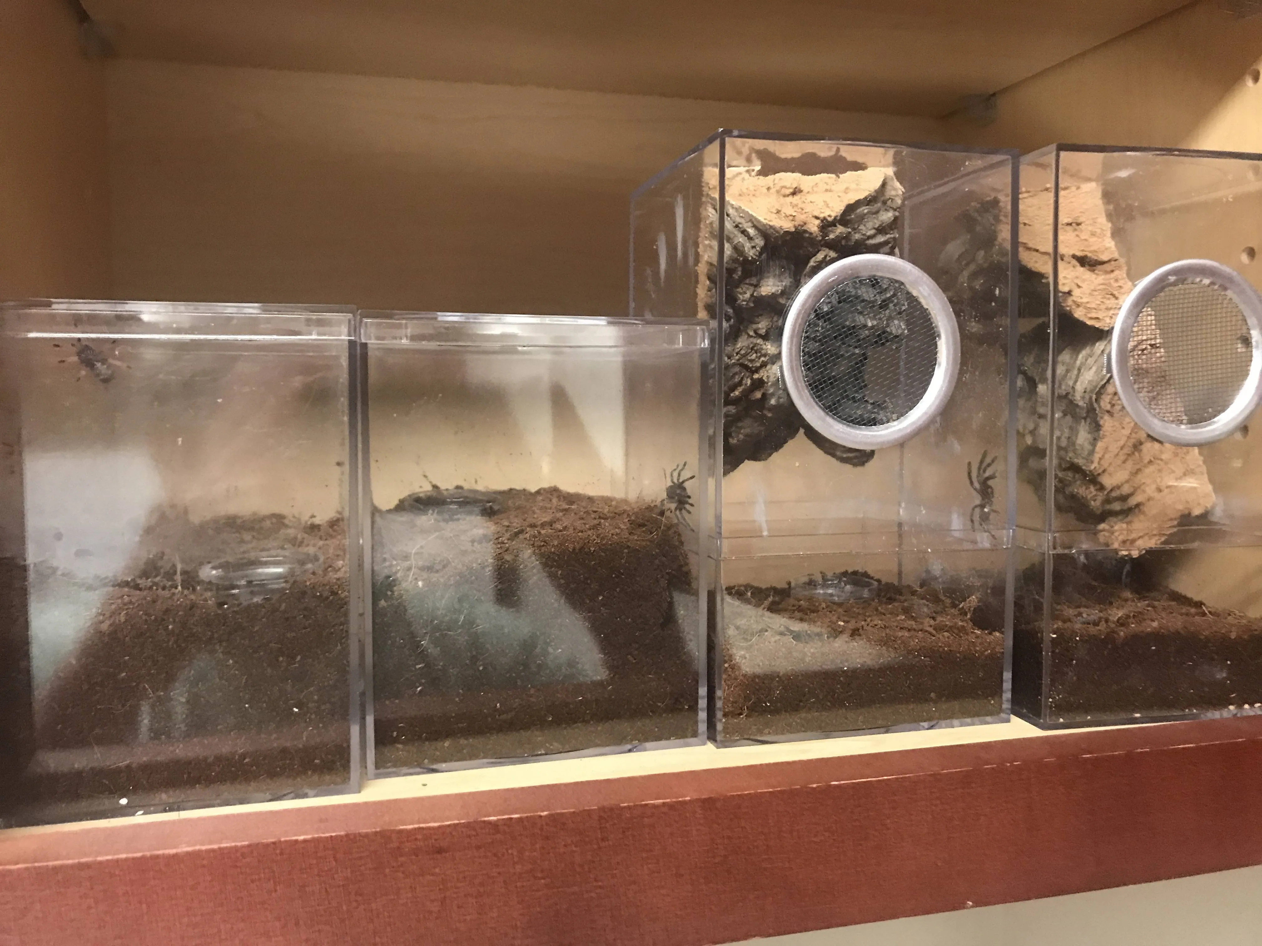 15865 tarantula habitat setup