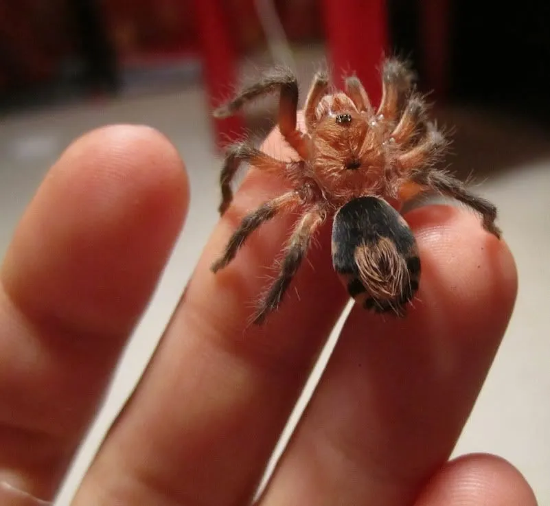 15865 tarantula habitat size