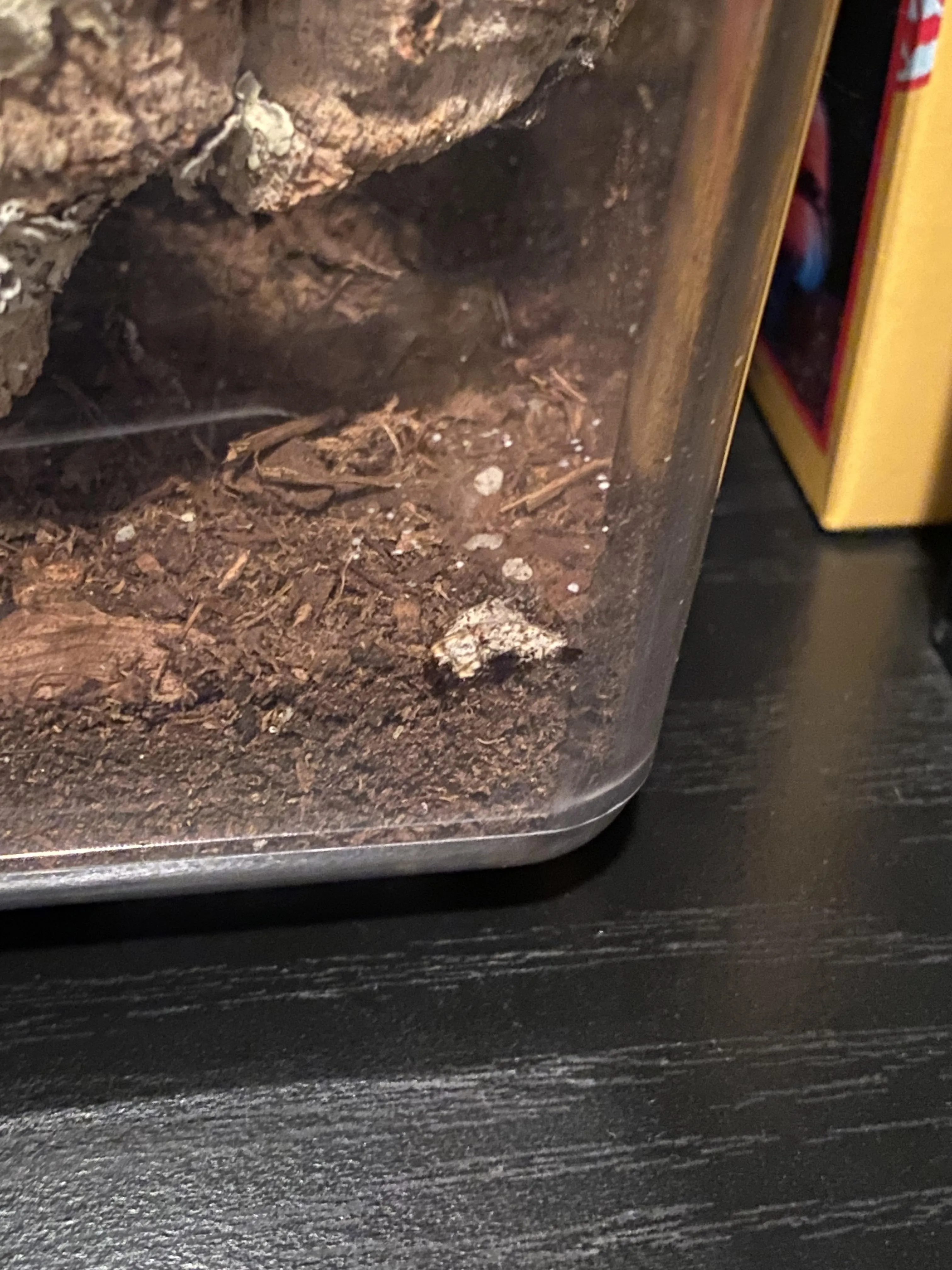 15866 tarantula molting cycle