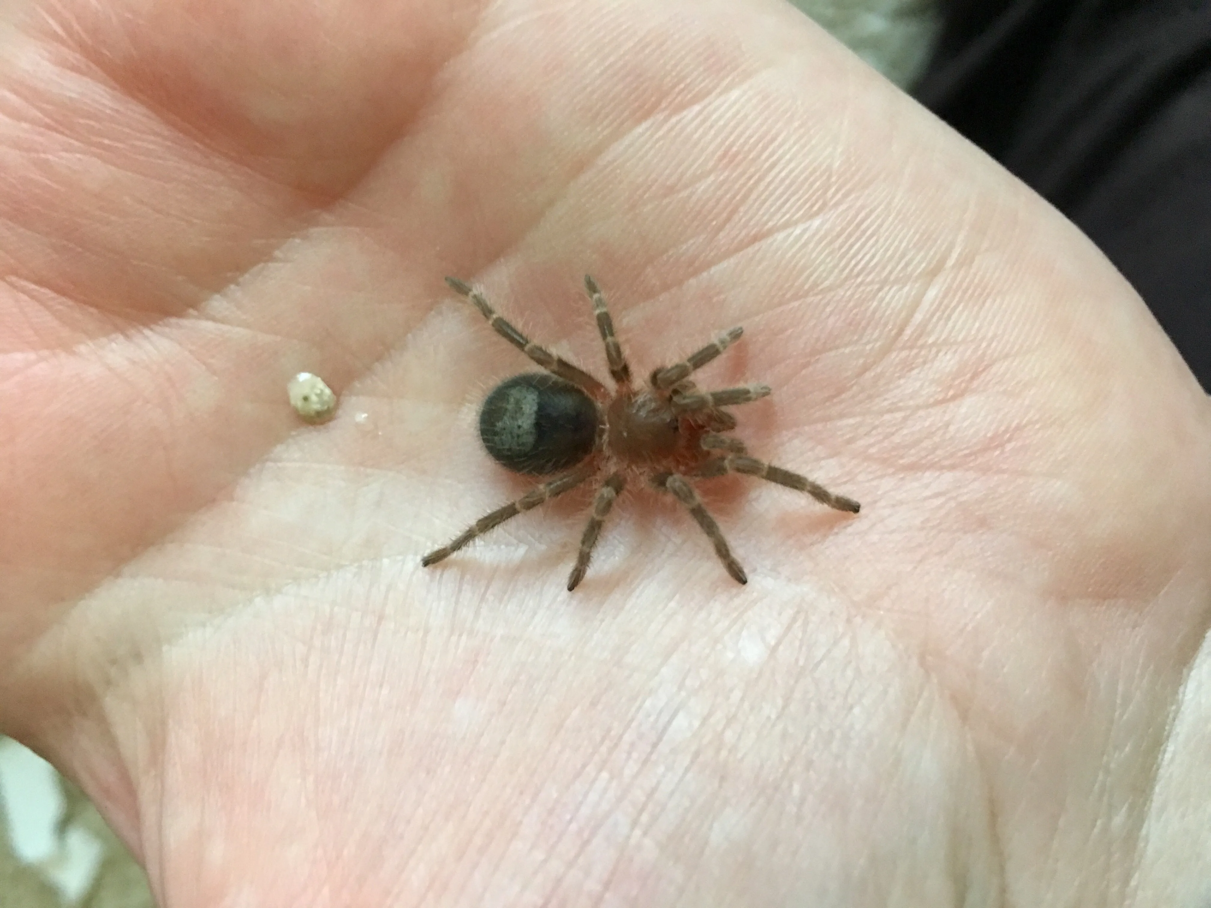 15866 tarantula parasite identification