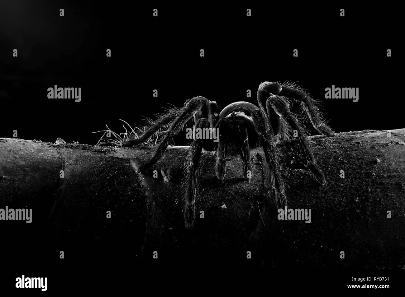 /img/15866-tarantula-vet-checkup.webp