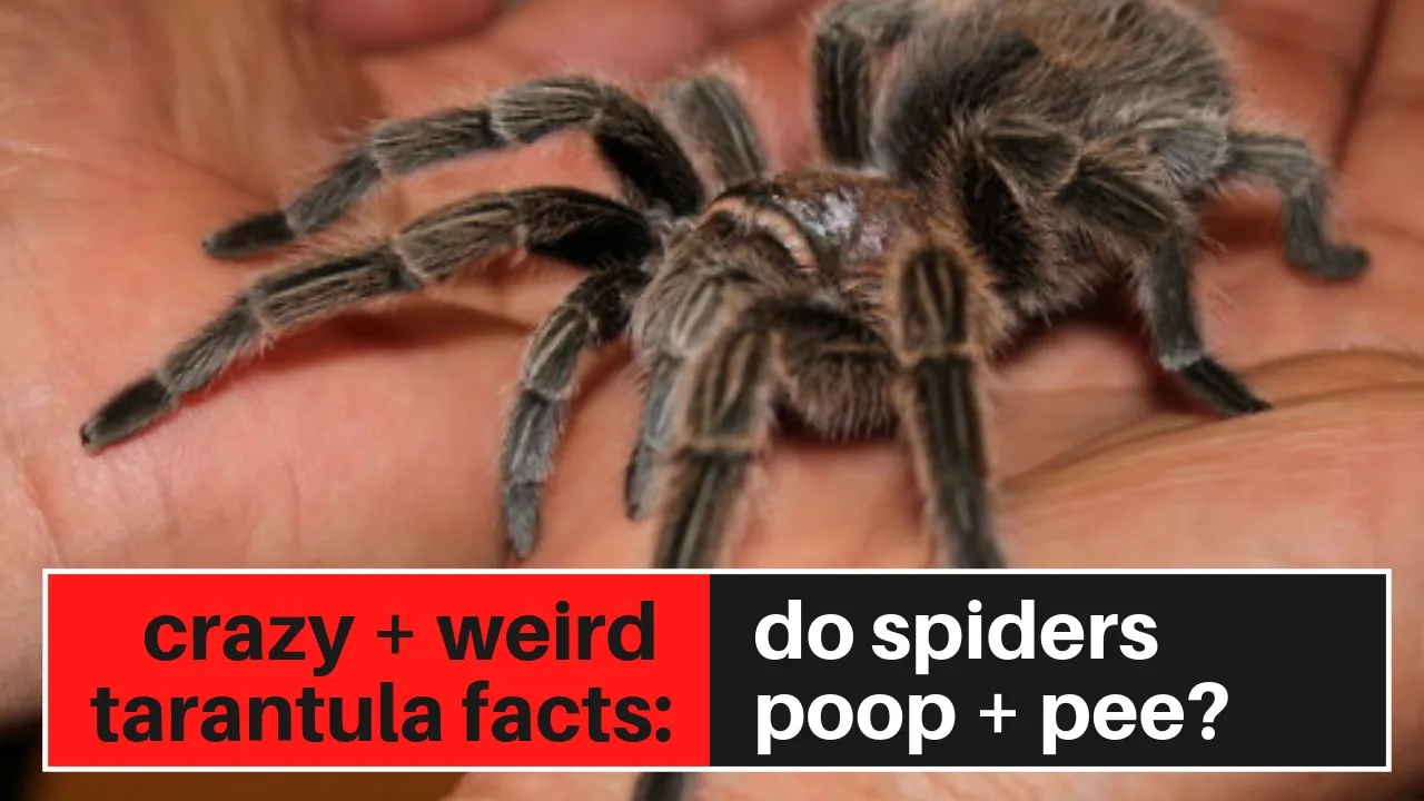 15866 tarantula waste analysis