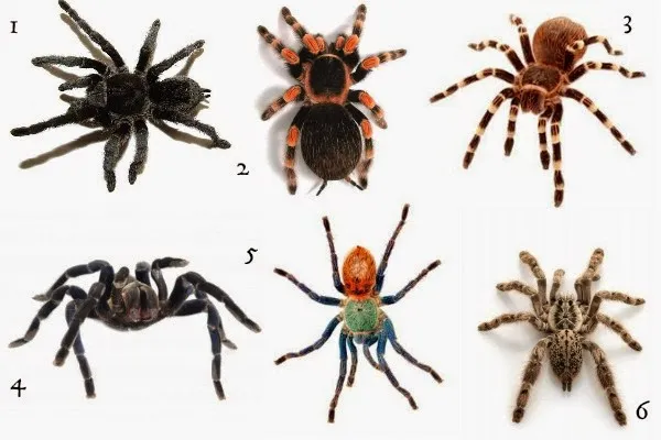 15867 tarantula feeding