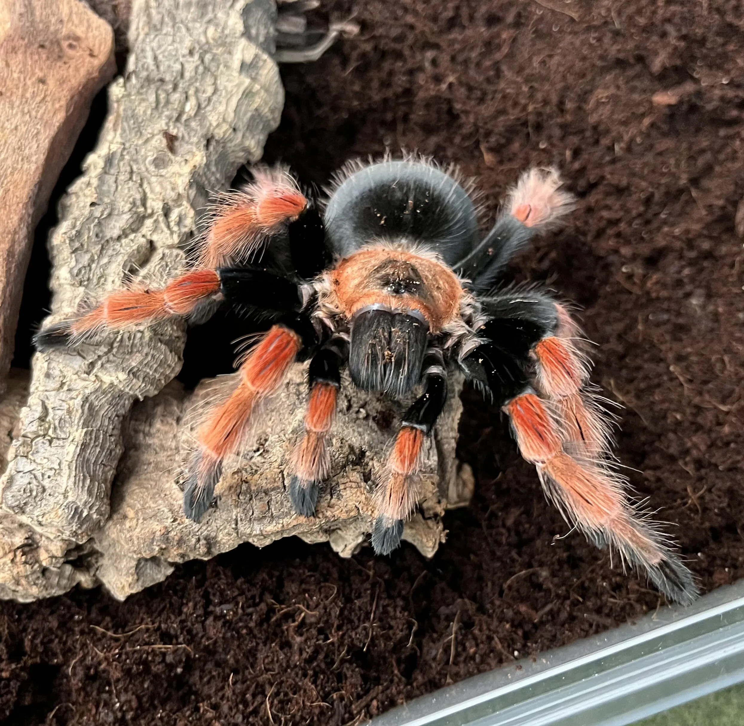 15867 tarantula molting