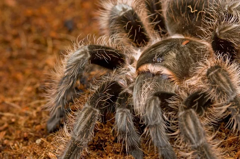 15867 tarantula pet owner