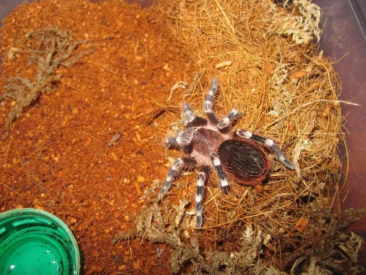 /img/15867-tarantula-silk.webp