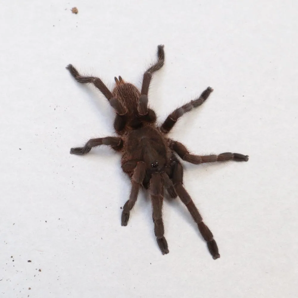 15868 java tree ecosystem