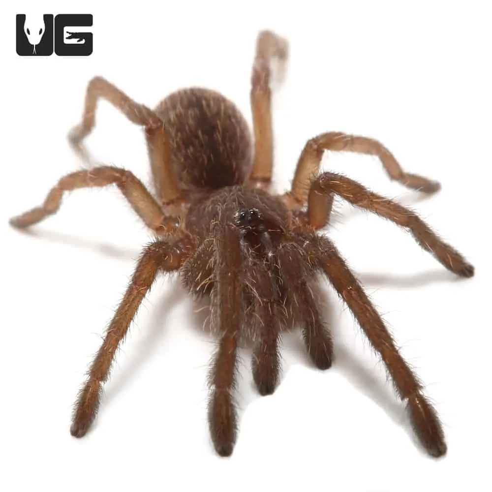 15868 java tree medicinal use