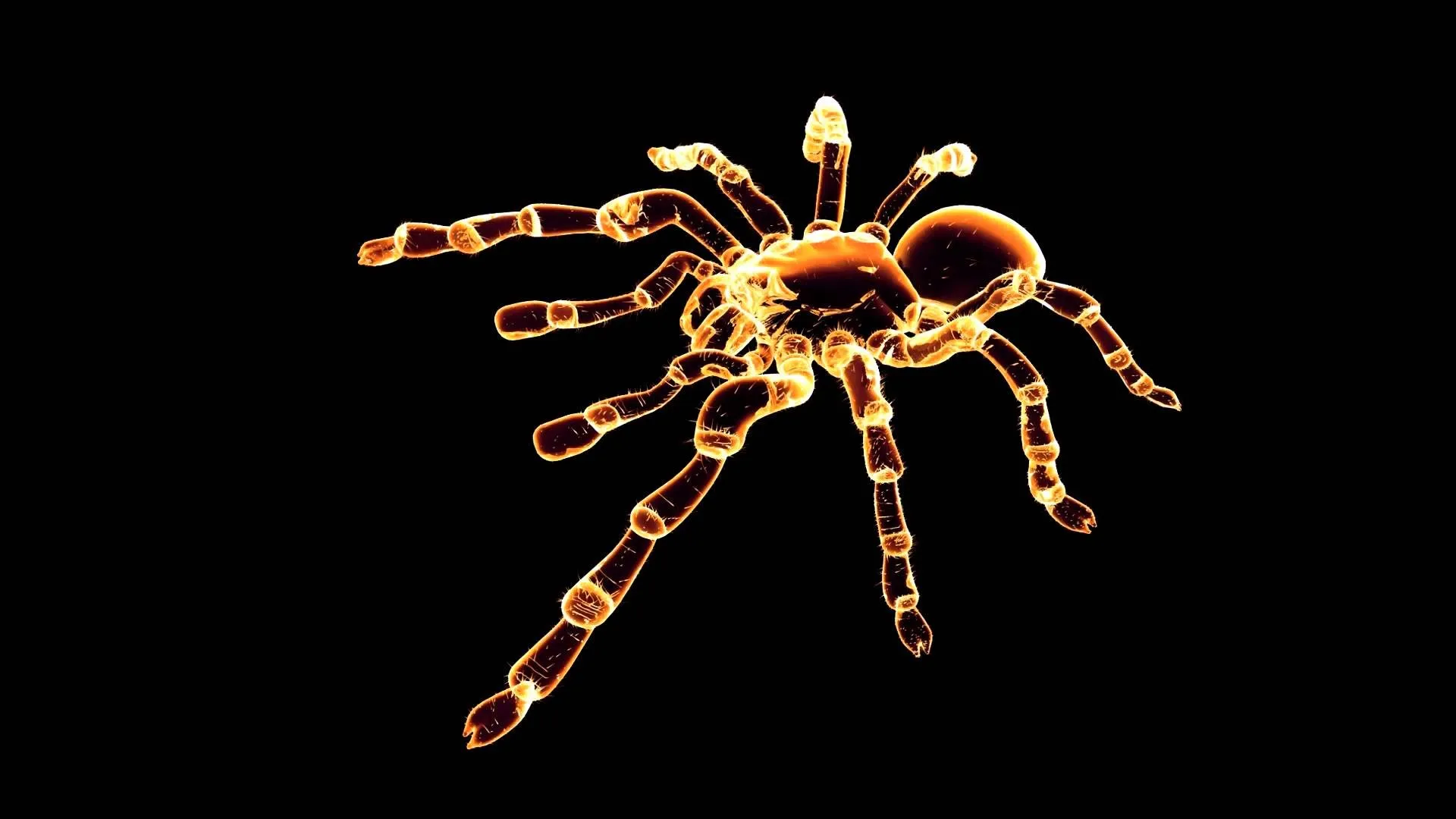 15869 tarantula image 1