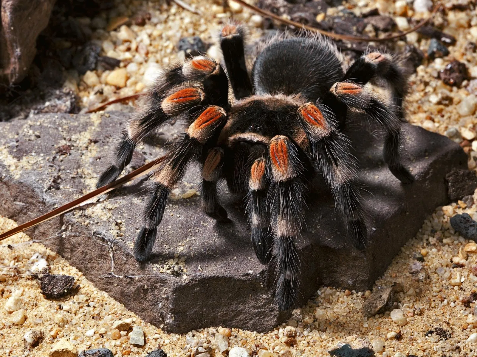 15869 tarantula image 2