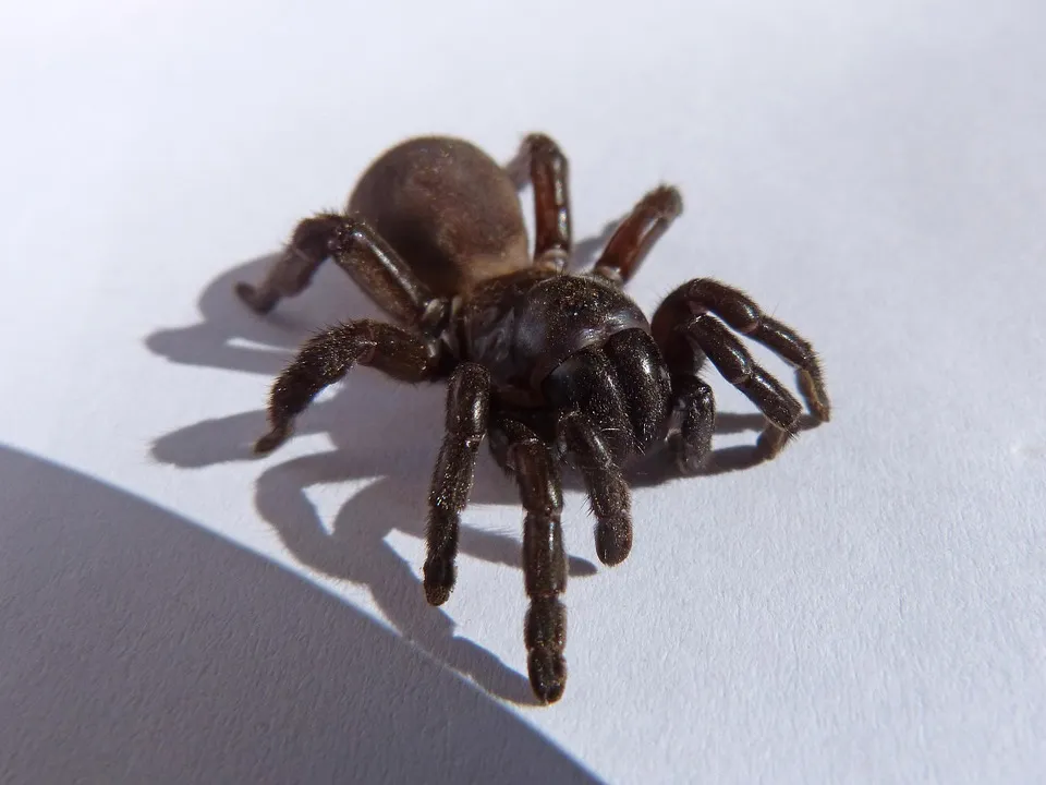 15869 tarantula image 3