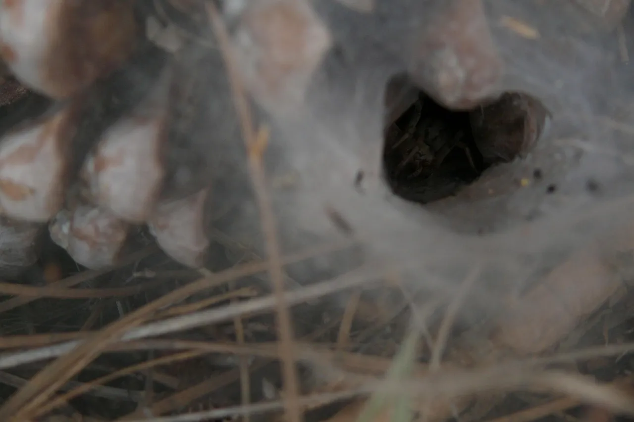 15869 tarantula image 5