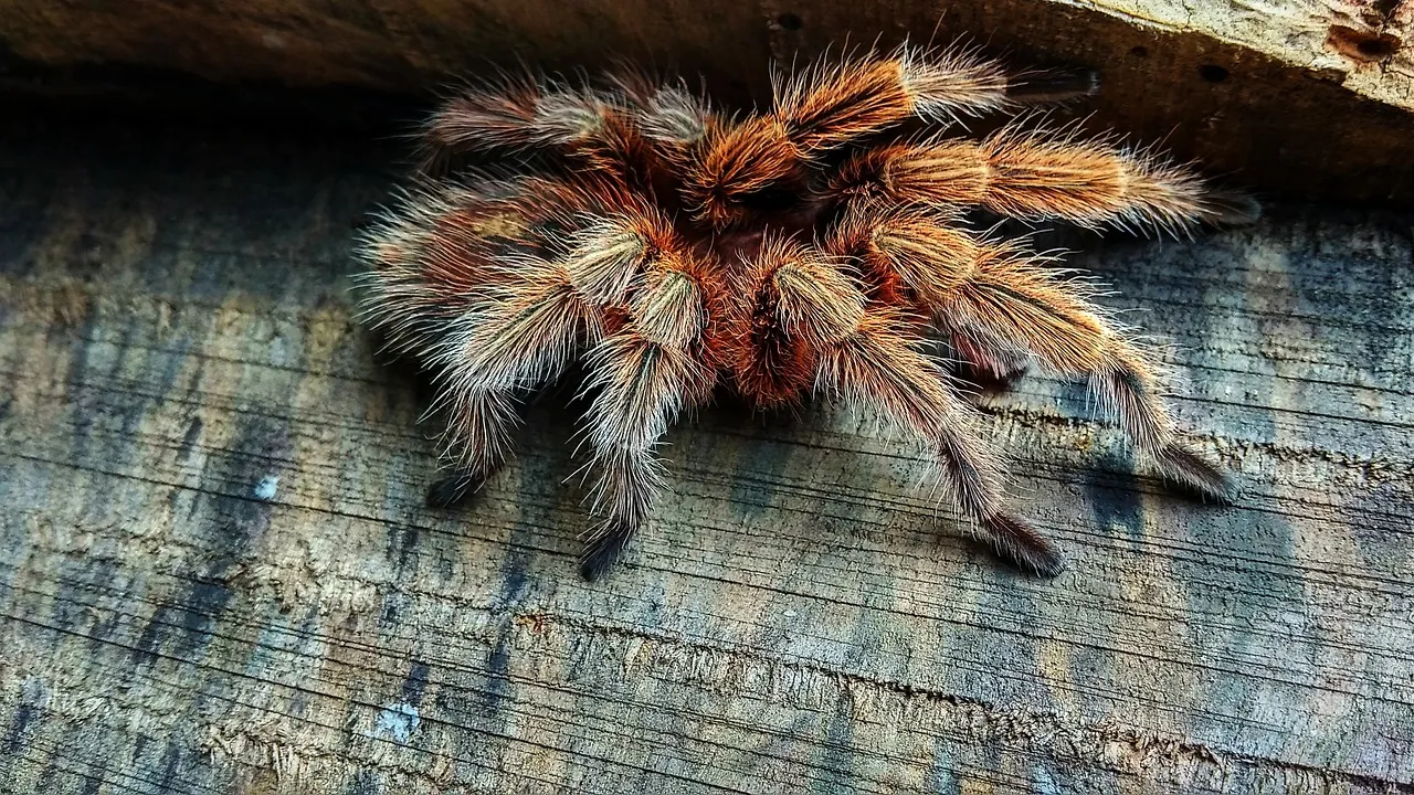 15869 tarantula image 6