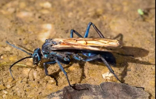 15870 tarantula zena zemljotres damage