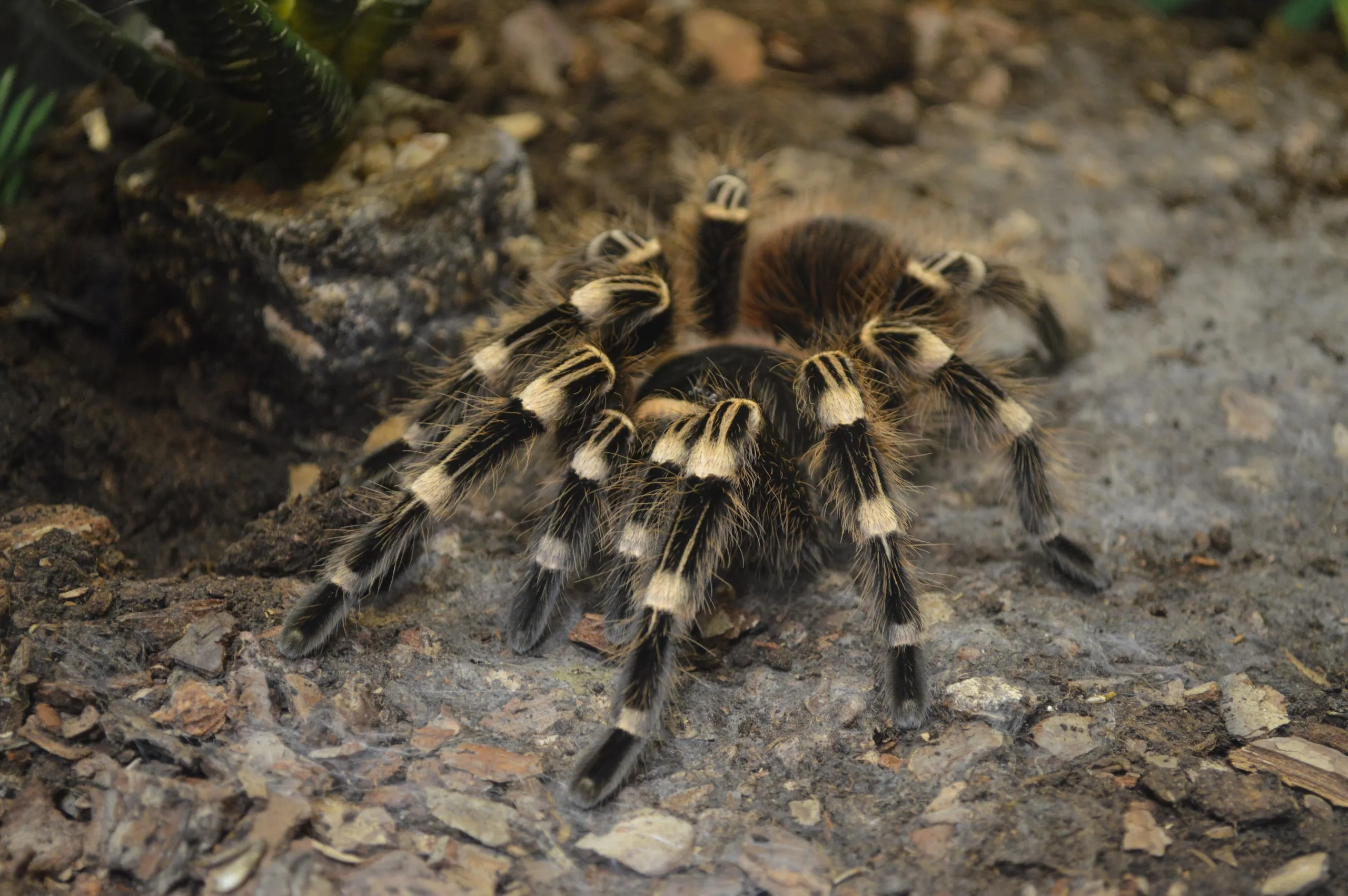 15870 tarantula zena zemljotres history