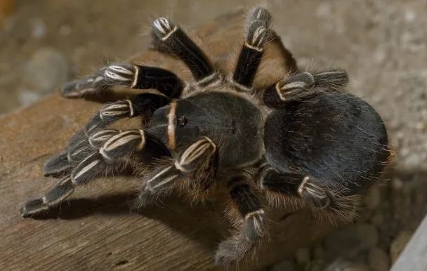/img/15870-tarantula-zena-zemljotres-preparedness.webp