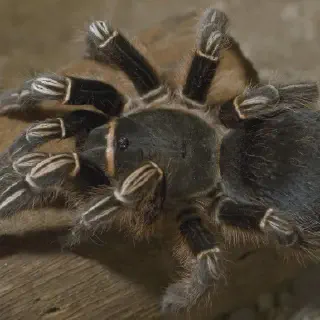 /img/15870-tarantula-zena-zemljotres-preparedness.webp