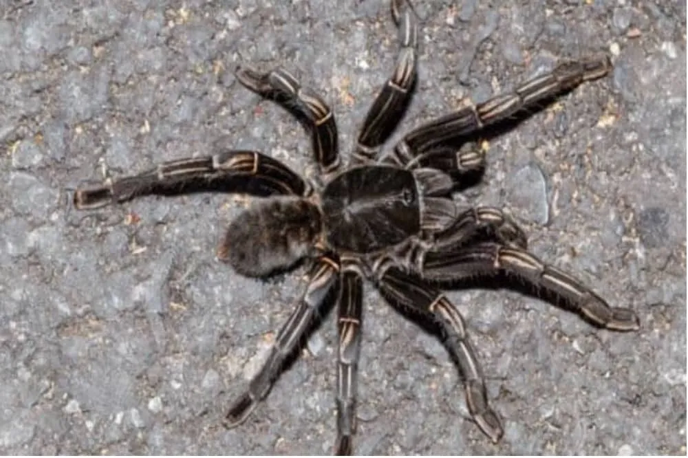 15870 tarantula zena zemljotres recovery