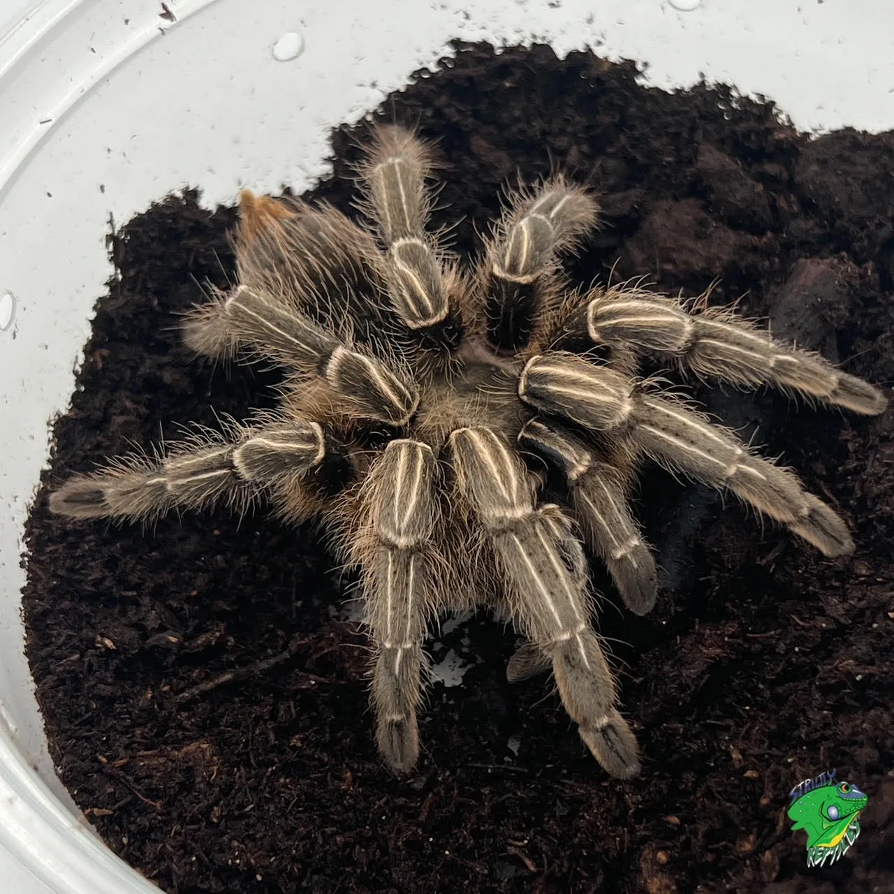 /img/15871-young-tarantula-enclosure.webp