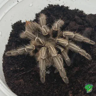/img/15871-young-tarantula-enclosure.webp